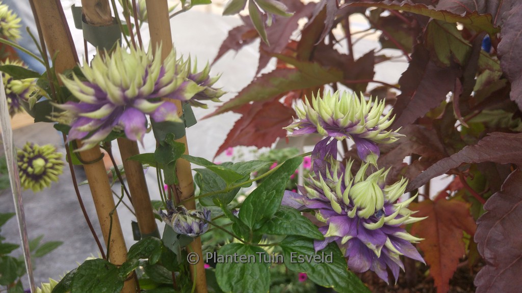 Clematis ‚Taiga‘