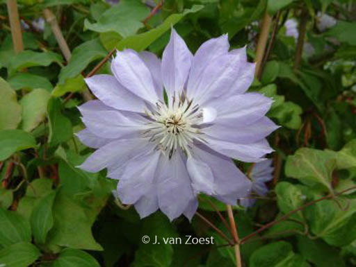 Clematis ‚Teshio‘