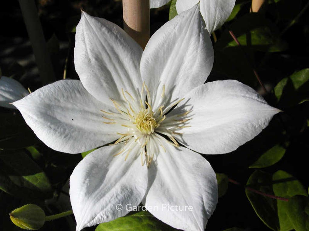 Clematis ‚The Bride‘