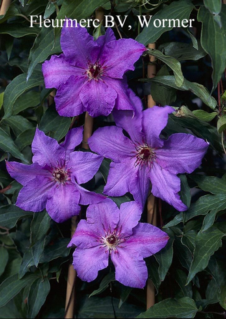 Clematis ‚The First Lady‘