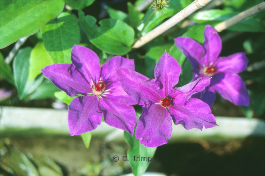 Clematis ‚The President‘