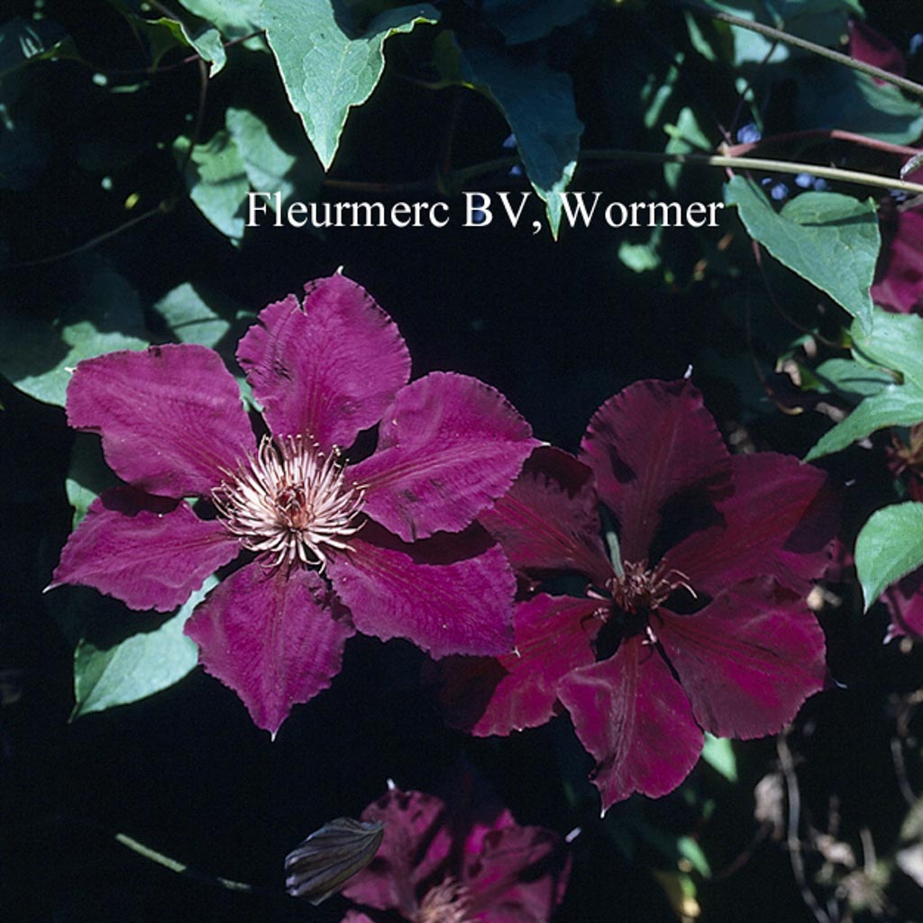 Clematis ‚The Vagabond‘