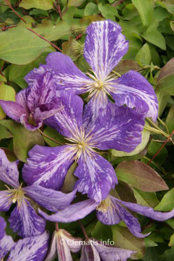 Clematis ‚Tie Dye‘
