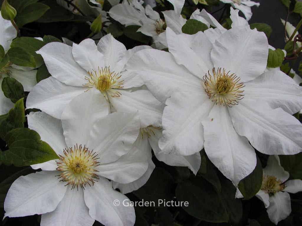 Clematis ‚Toki‘