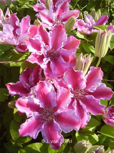 Clematis ‚Tudor‘