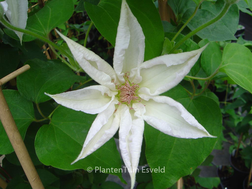 Clematis ‚Valge Daam‘