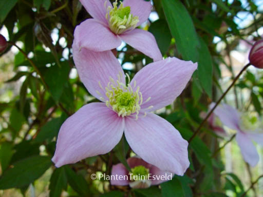 Clematis ‚Vera‘