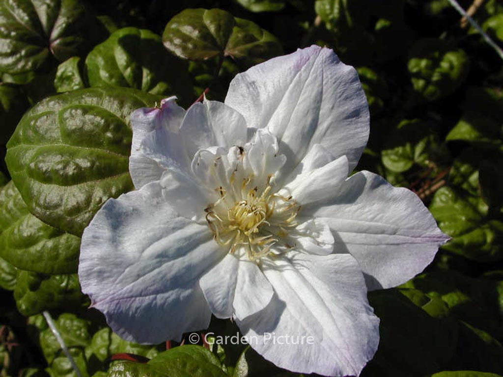 Clematis ‚Veronica’s Choice‘