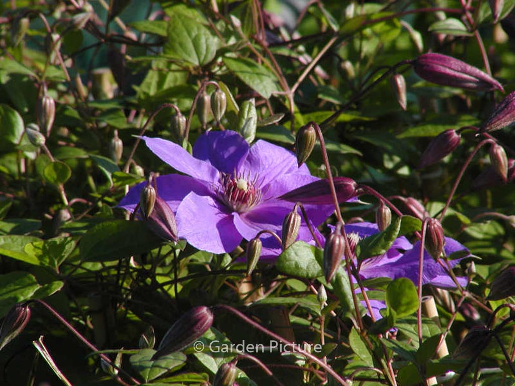 Clematis ‚Victoria‘