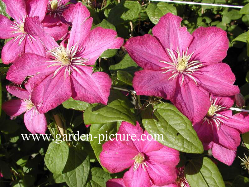 Clematis ‚Ville de Lyon‘