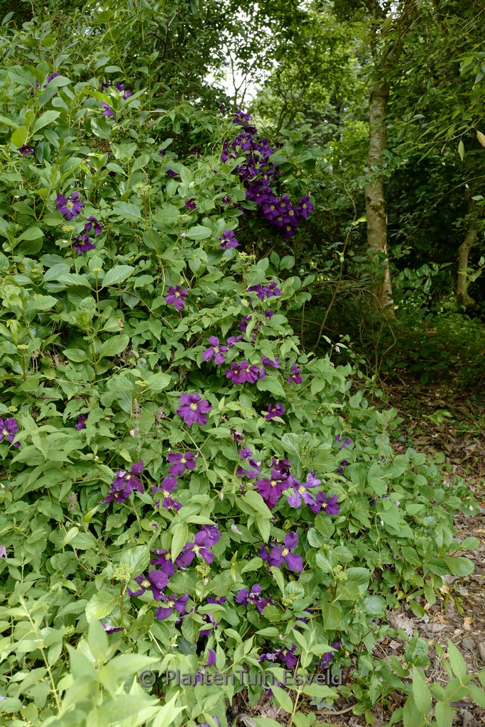 Clematis ‚Viola‘