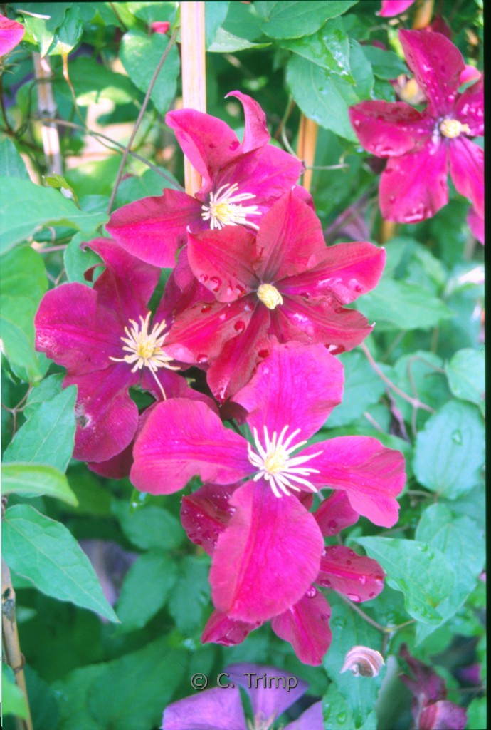 Clematis ‚Voluceau‘