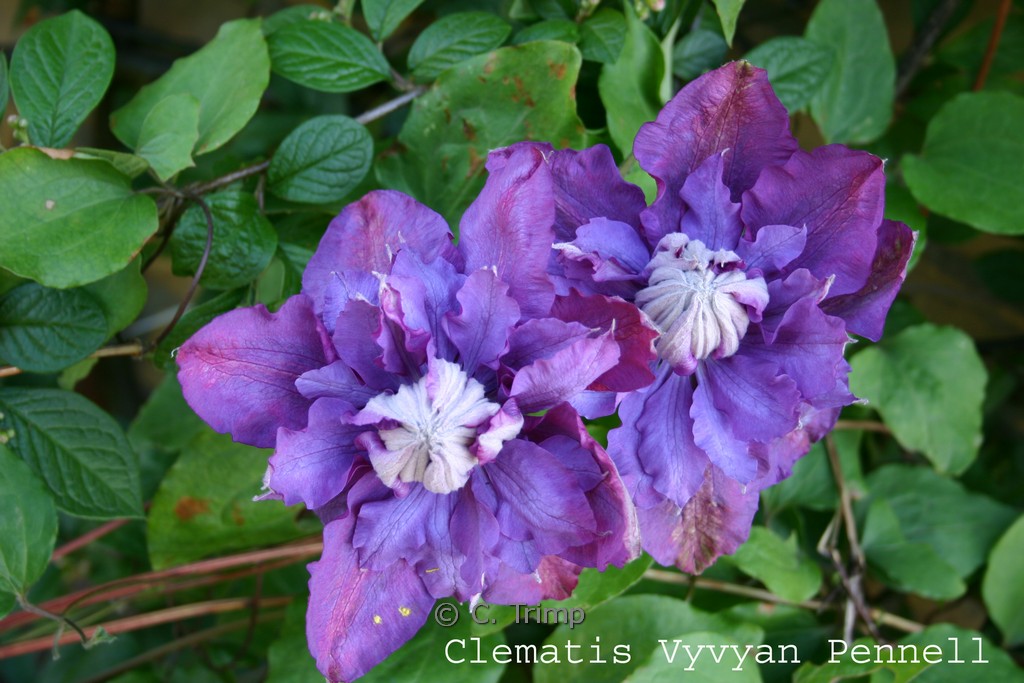 Clematis ‚Vyvyan Pennell‘