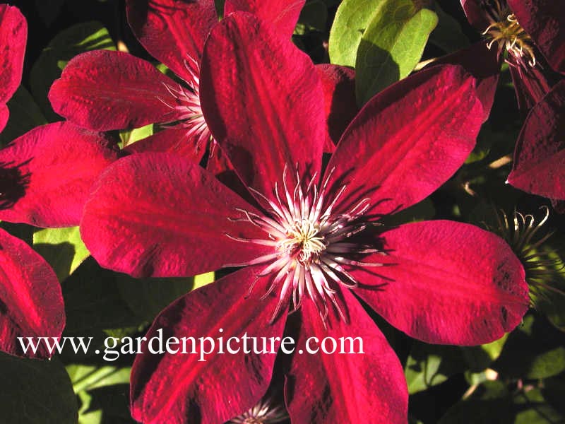 Clematis ‚Westerplatte‘