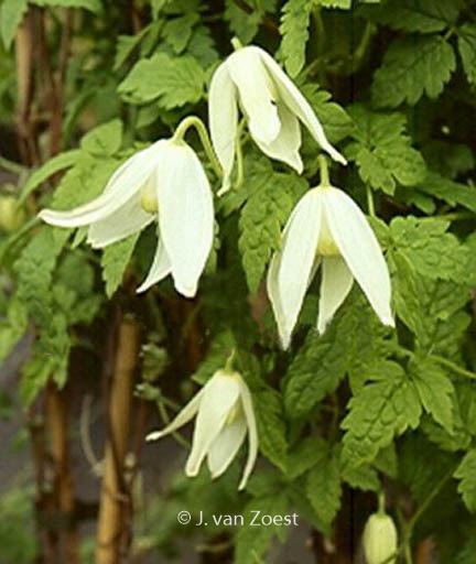 Clematis ‚White Columbine‘