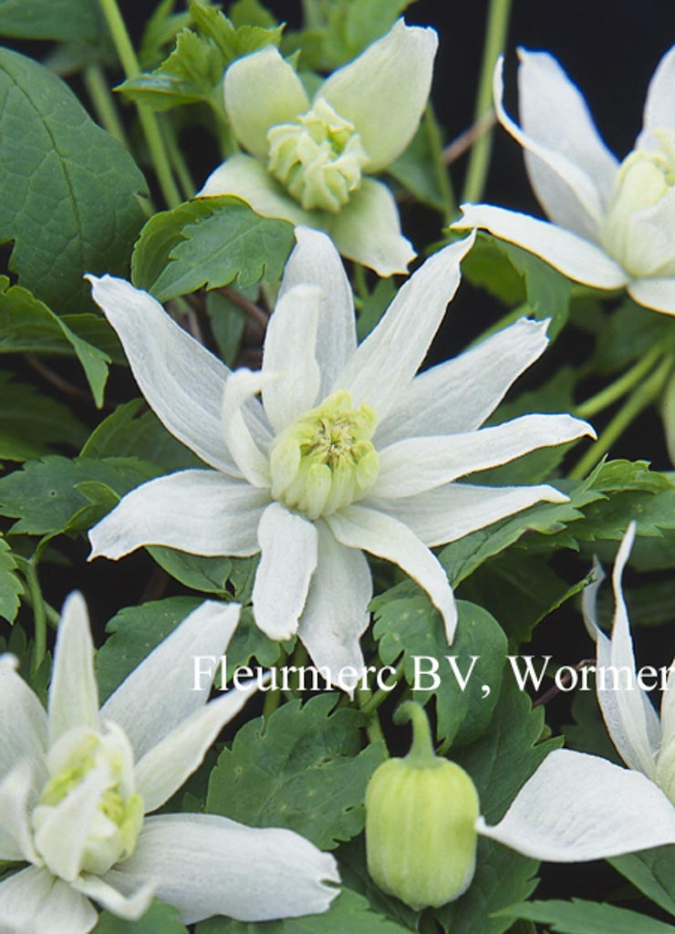 Clematis ‚White Lady‘