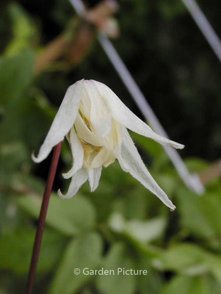 Clematis ‚White Swan‘