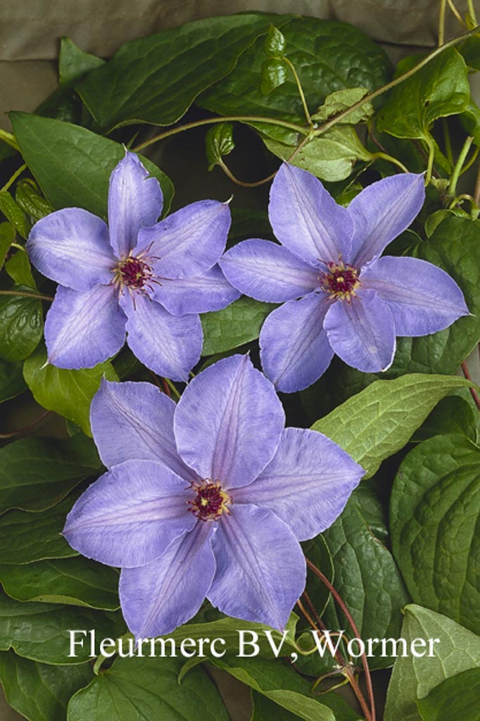 Clematis ‚William Kennet‘