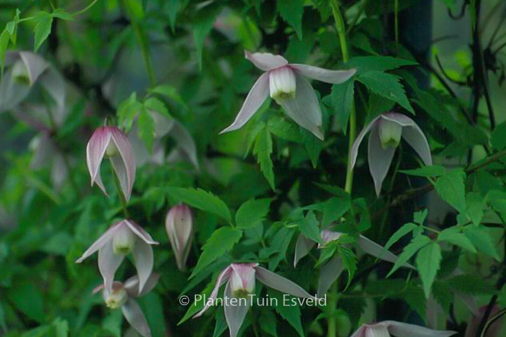 Clematis ‚Willy‘