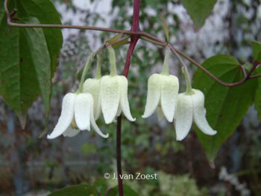 Clematis ‚Winter Beauty‘