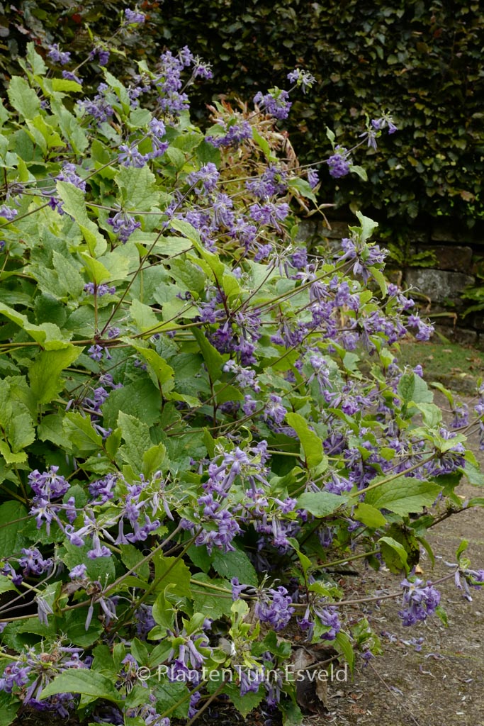 Clematis ‚Wyevale‘
