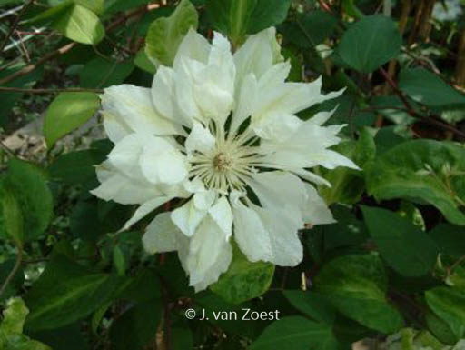 Clematis ‚Yukiokoshi‘