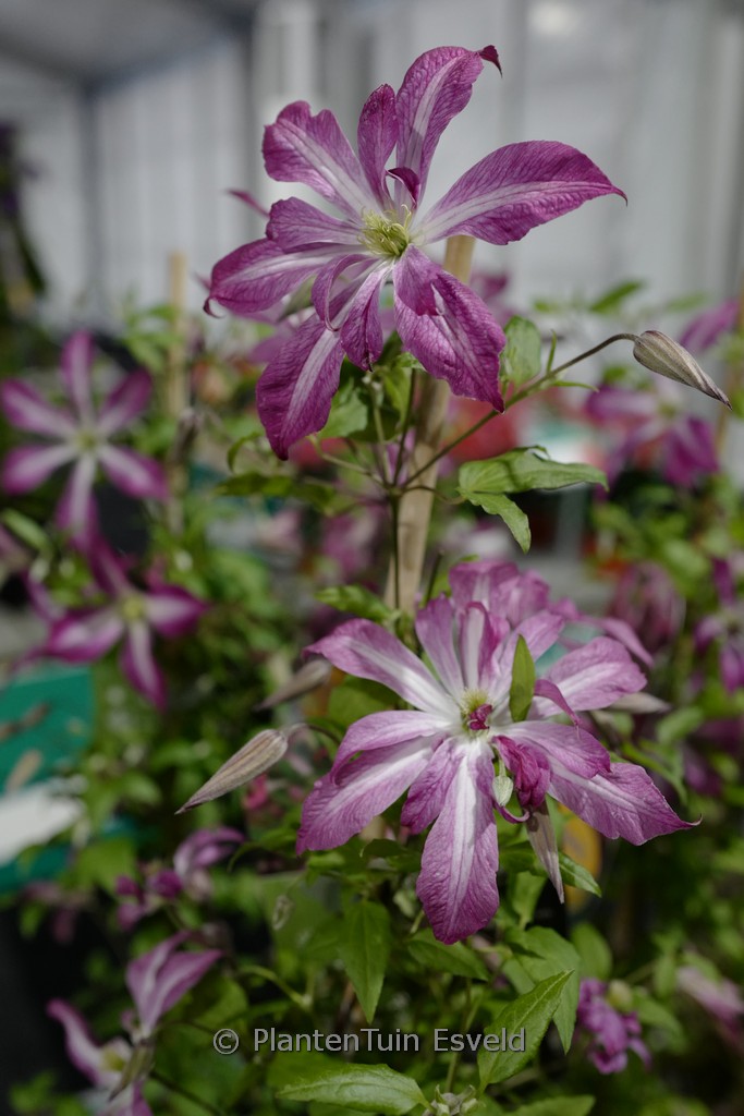 Clematis ‚ZO24010‘ (GLORIOUS SURPRISE)