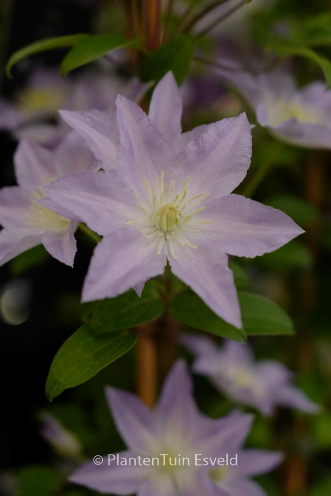 Clematis ‚Zo01860‘ (SPOTLIGHT)