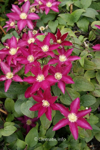 Clematis ‚Zo06178‘ (SO MANY RED FLOWERS)