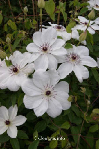 Clematis ‚Zo08080‘ (WHITE PEARL)