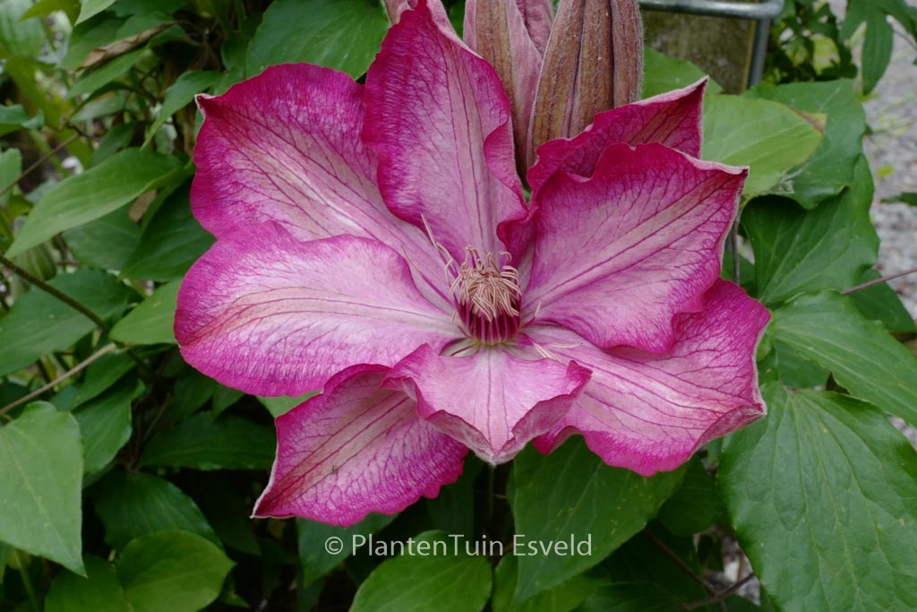 Clematis ‚Zo08095‘ (LIBERTY)