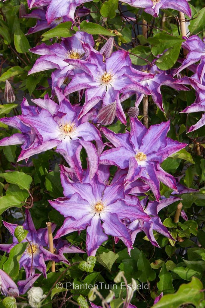 Clematis ‚Zo08111‘ (PALETTE)