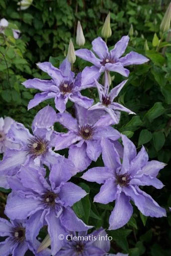 Clematis ‚Zo08159‘ (MYOSOTIS)