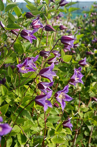 Clematis ‚Zo08171‘ (PRINCE WILLIAM)