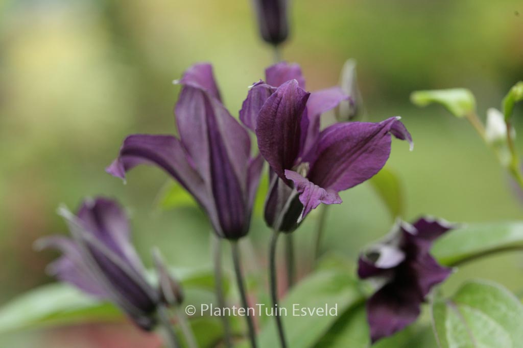 Clematis ‚Zo09045‘ (BLUE OCEAN)