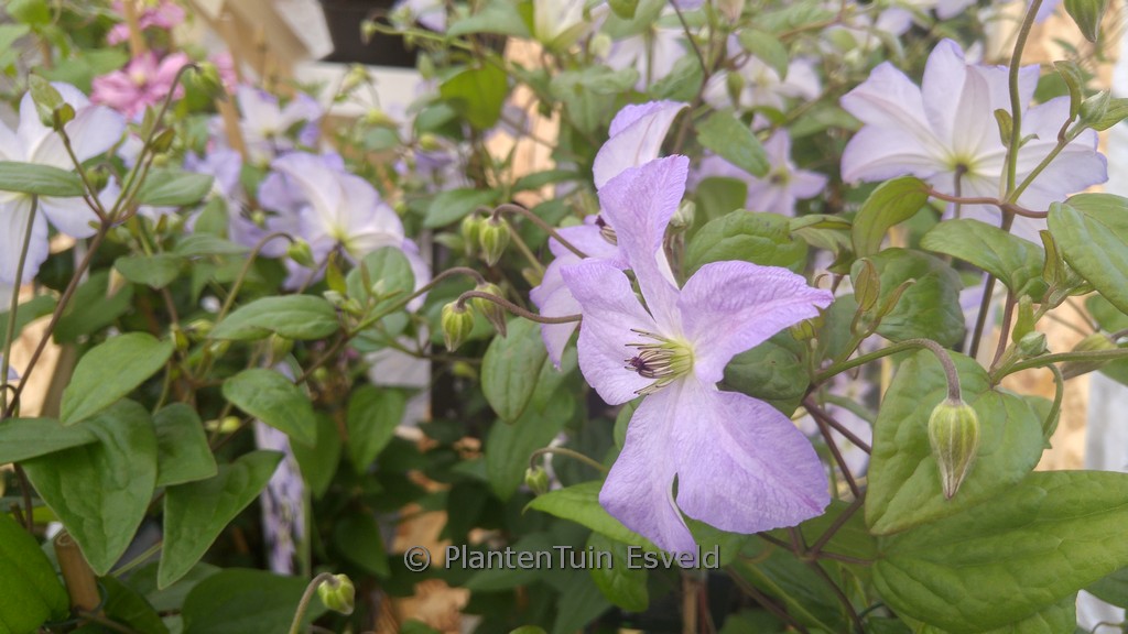 Clematis ‚Zo09063‘ (SEA BREEZE)