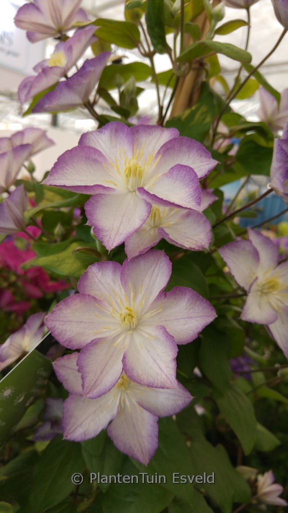 Clematis ‚Zo09067‘ (LUCKY CHARM)