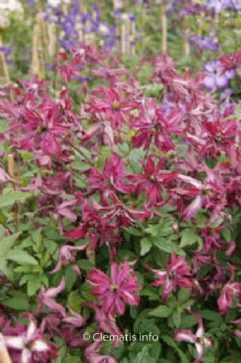 Clematis ‚Zo09087‘ (ROSALYN)