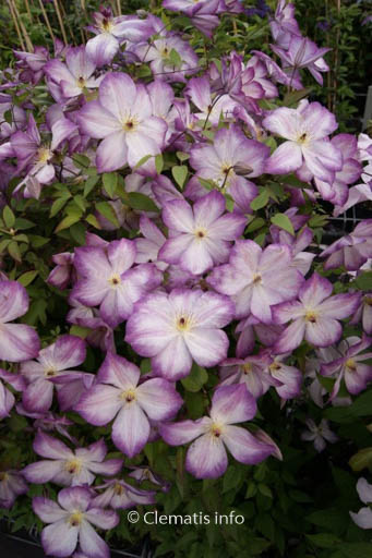 Clematis ‚Zo09113‘ (PERNILLE)