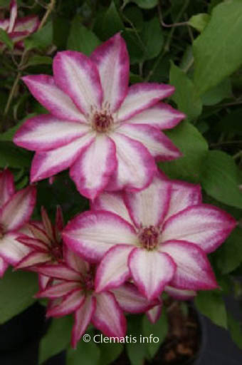 Clematis ‚Zo09124‘ (PICOTEE)