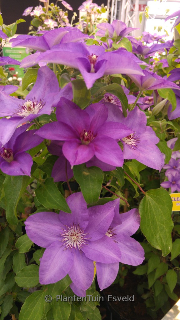 Clematis ‚Zo09143‘ (ESTHER)