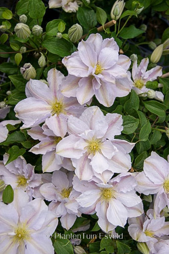 Clematis ‚Zo10075‘ (BELLISSIMA)