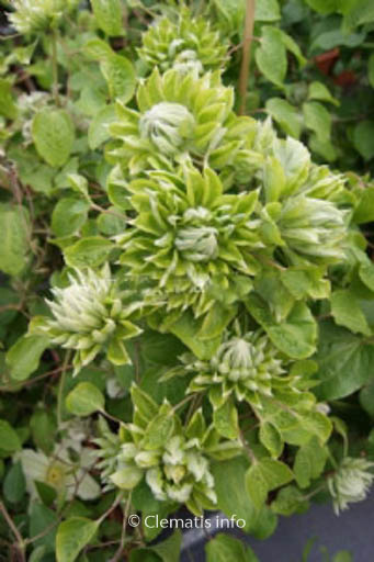 Clematis ‚Zo11050‘ (GREEN PASSION)