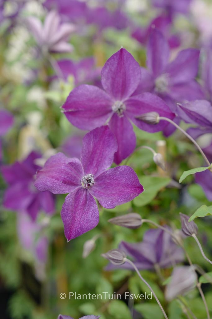 Clematis ‚Zo11112‘ (SUPER NIGHT)