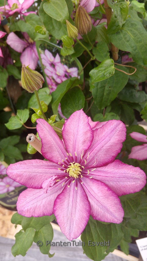 Clematis ‚Zo11154‘ (PARADISO)
