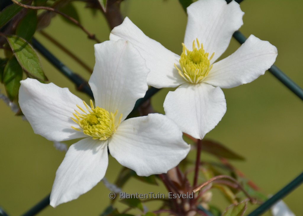 Clematis ‚Zo12053PBRaf‘ (SPRING JOY)