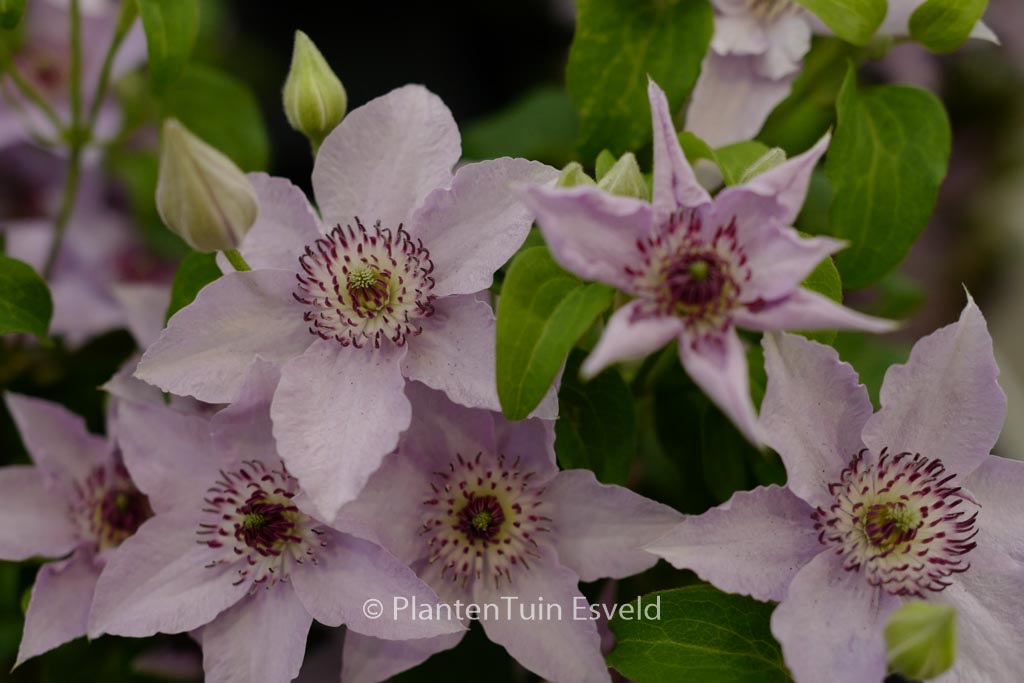 Clematis ‚Zo12153‘ (MANDY)