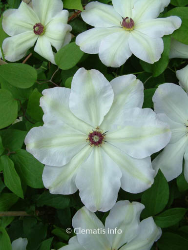 Clematis ‚Zo12220‘ (ISABELLA)