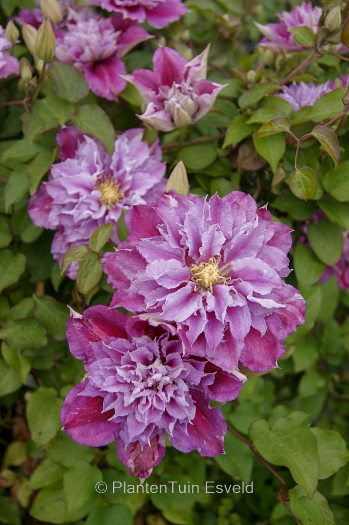 Clematis ‚Zo12325‘ (PINK PASSION)