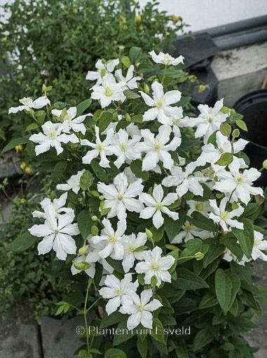 Clematis ‚Zo14089‘ (WHITE ARABELLA)